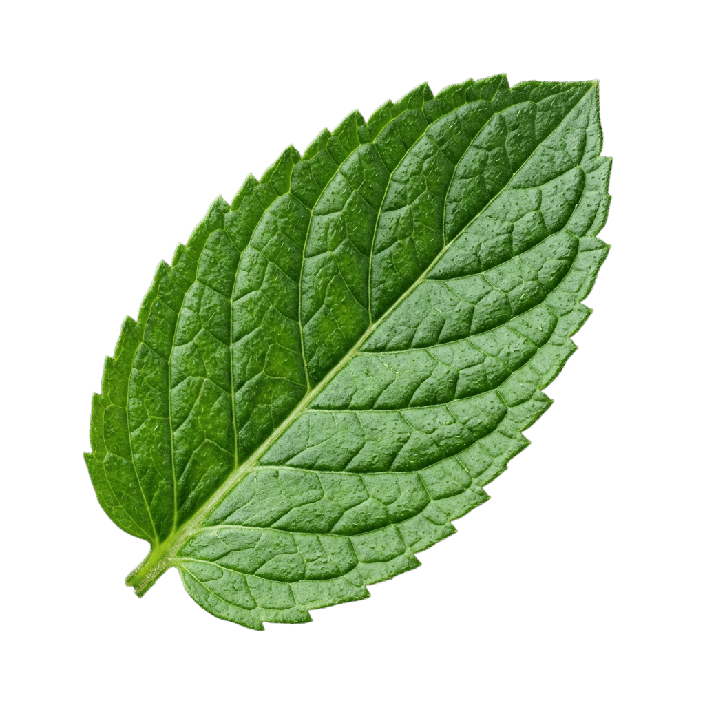 Botanical Leaf Decor Bottom Left